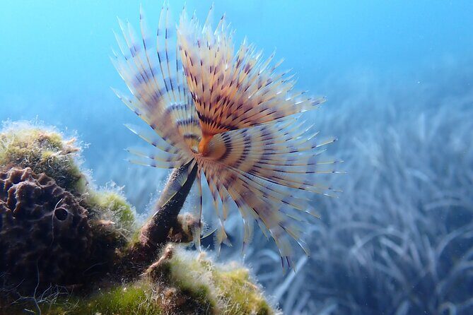 Discover Scuba Diving in Santorini - Who This Scuba Intro in Santorini Is Best For