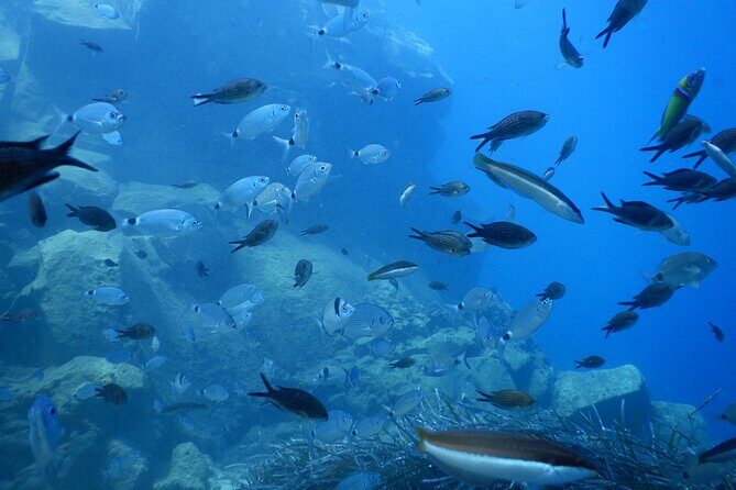 Discover Scuba Diving in Santorini - Safety Habits and Instructor Patience That Actually Help