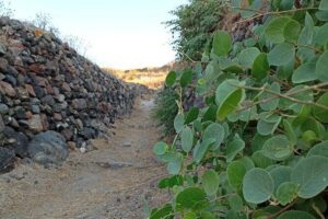 Private Olive Oil tasting & Liqueur experience - Black raisin vineyard and liqueur tasting: the rare side of Santorini