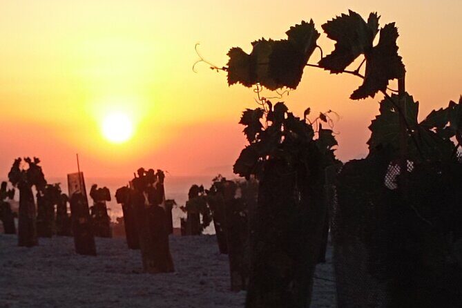Private Olive Oil tasting & Liqueur experience - Price and logistics: is $60.08 worth it?