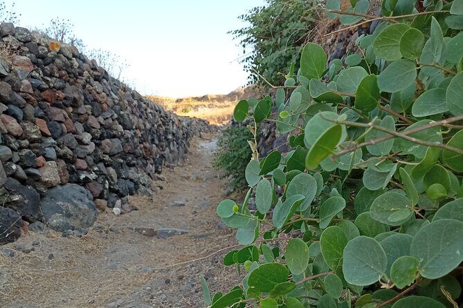 Private Olive Oil tasting & Liqueur experience - Black raisin vineyard and liqueur tasting: the rare side of Santorini
