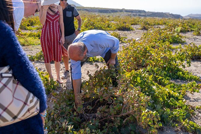 Private Santorini Wine Roads Tour with Tastings - The light Greek meal at the last winery (and what it’s like)
