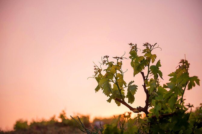 Private Santorini Wine Roads Tour with Tastings - Who this tour fits best (and who might skip it)