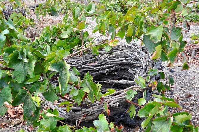 Santorini: 4hr Private Wine Tasting Tour - Stop 1 at Gavalas Winery: tasting plus food pairing