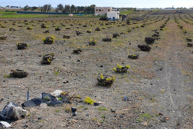 Santorini: 4hr Private Wine Tasting Tour - Free wine, snacks, and water: why the inclusions matter