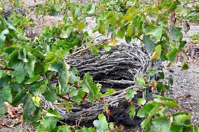 Santorini: 4hrs Small Group Wine Tasting Tour with Local Bites - Small group energy: personal service without feeling rushed