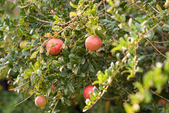 Santorini 5 Hour Private Oia Tour & Lunch/Dinner at a Local Farm - Who should book this Santorini private Oia + farm + wine tour