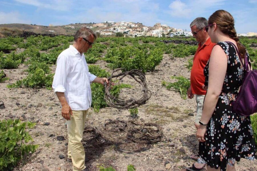 Santorini: 5-Hour Private Wine Tour - ANHYDROUS Cellar Door: the third tasting stop can vary in pace