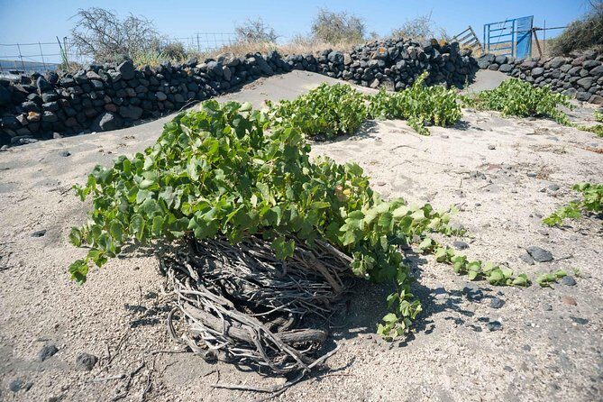 Santorini Archaeology and Wine Small-Group Tour with Tastings - Practical Tips to Make the Morning Run Smooth