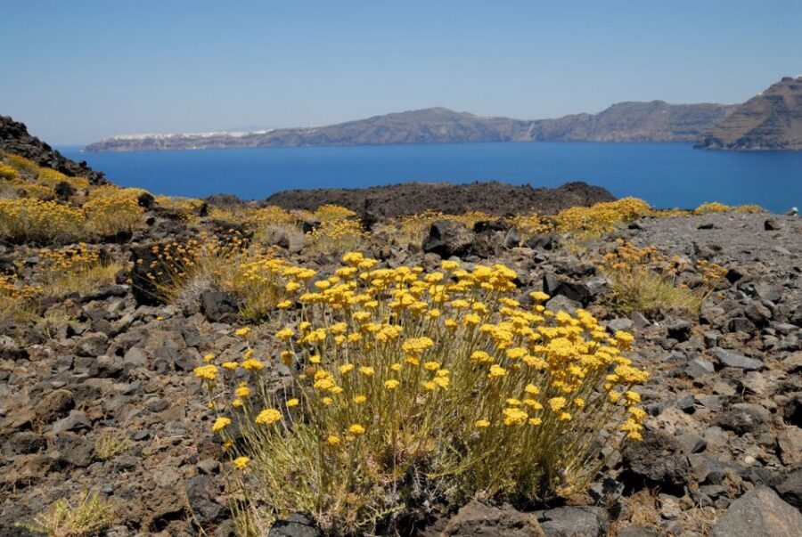 Santorini Caldera: Sunset Cruise with Dinner - Who should book this cruise, and who should reconsider