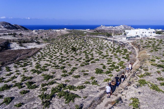 Santorini : Cooking Class & Easy Hike - Swim and snorkel time: the best part to schedule in your mind