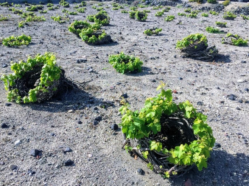 Santorini: Guided Tour to 3 Wineries with Wine Tastings - Key moments that make this tour worth your afternoon