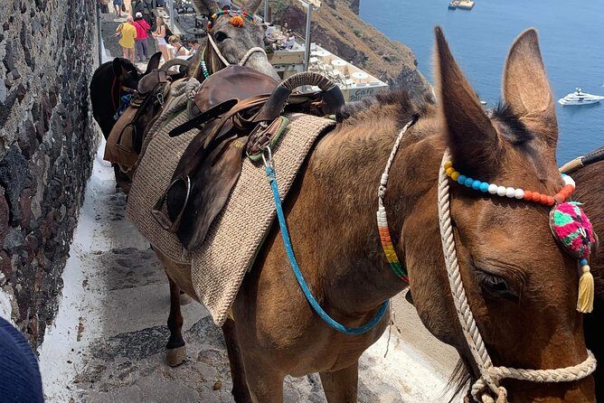 Santorini: Local Life Full Day Tour - Who should book this Santorini local life tour?