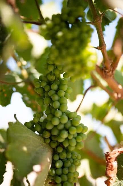 Santorini: Private Agri-Educational Visit to an Organic Farm - Who Should Book This Farm Visit (and Who Might Skip It)