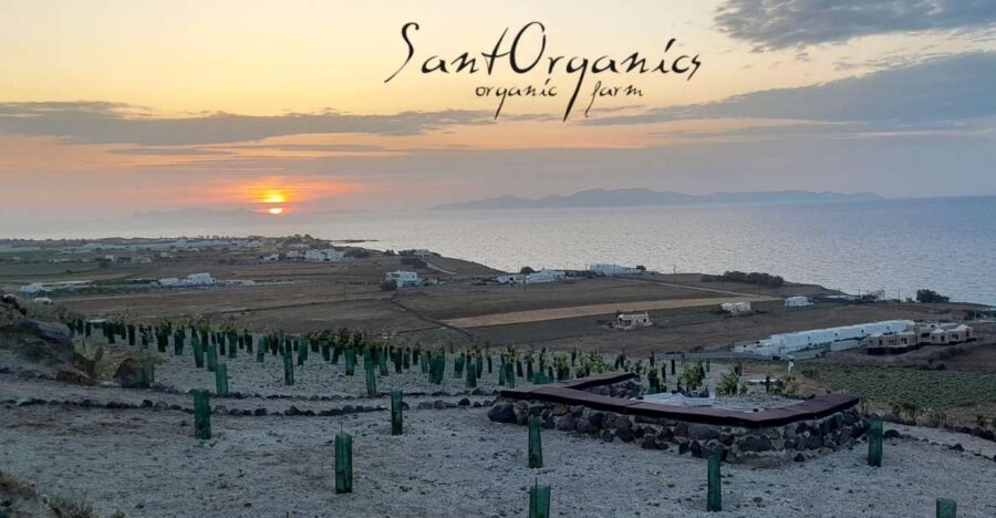 Santorini: Private Agri-Educational Visit to an Organic Farm - Black Currant Vineyard Walk: What Grows Here and Why