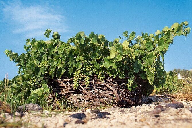 Santorini Private Highlights Tour & Wine Tasting with local guide - Why This Private Highlights Tour Works on Santorini