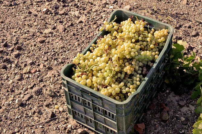 Santorini Private Wine Tour - Who This Tour Fits Best (and Who Might Want a Different Day)