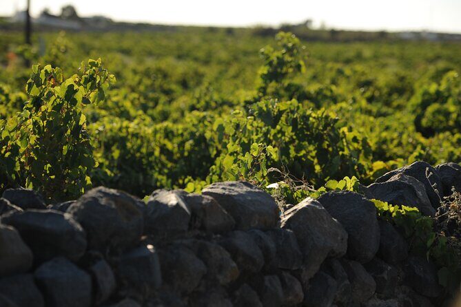 Santorini Private Wine Tour with Dinner & Oia Sunset - Private pickup plus a 5-hour wine plan in Santorini