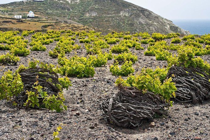 Santorini Private Wine Tour - Venetsanos Winery: Volcano Wines With Real Caldera Views