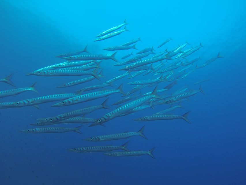 Santorini: Scuba Diving Experience for Beginners - Timing, early mornings, and the chance of waiting