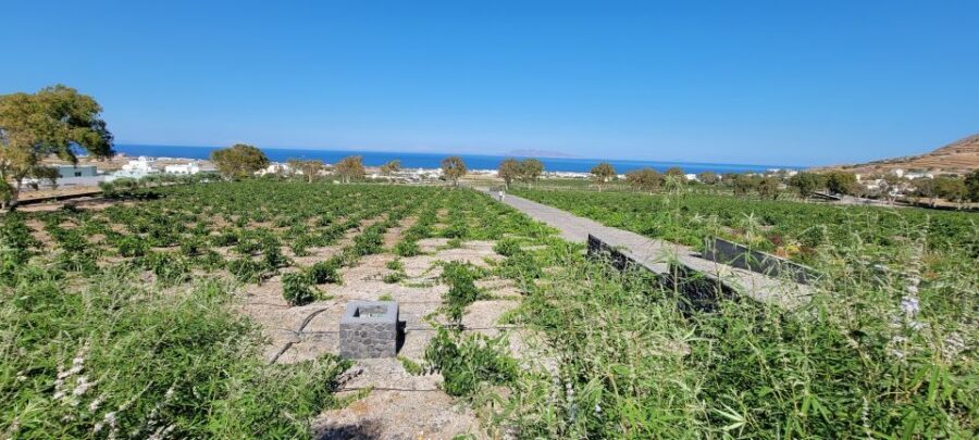 Santorini: Three Wineries and One Brewery Tour with Tastings - Santorini Wine and Beer, Without the Long Grind