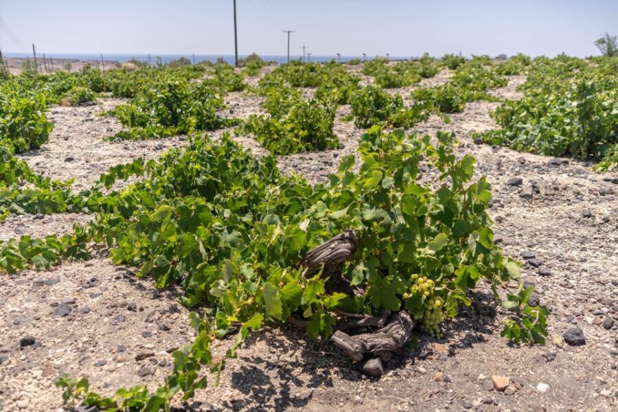Santorini: Three Wineries and One Brewery Tour with Tastings - Art Space Winery in Exo Gonia: Caves, Culture, and a Different Take