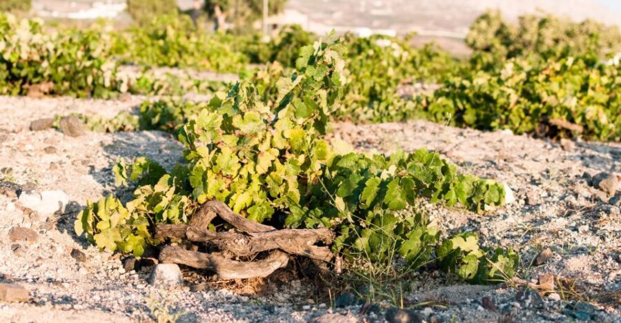 Santorini: Three Wineries and One Brewery Tour with Tastings - The Underground Cellar Door Experience: Final Winery and Big Finish