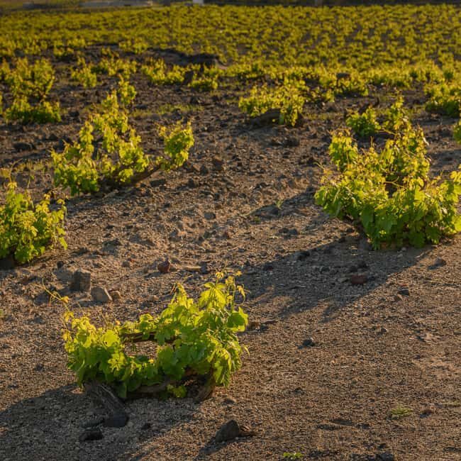 Santorini: Through the Grapevine Tour Winery Tasting Tour - Winery stop #2: learn the growing method, then taste with food pairings