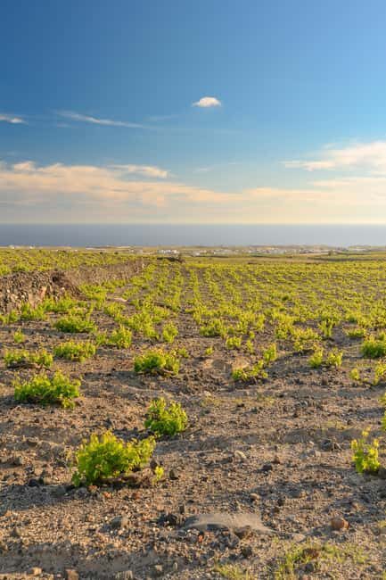 Santorini: Through the Grapevine Tour Winery Tasting Tour - What the wine lineup feels like: mostly whites, with sweet and a little variety