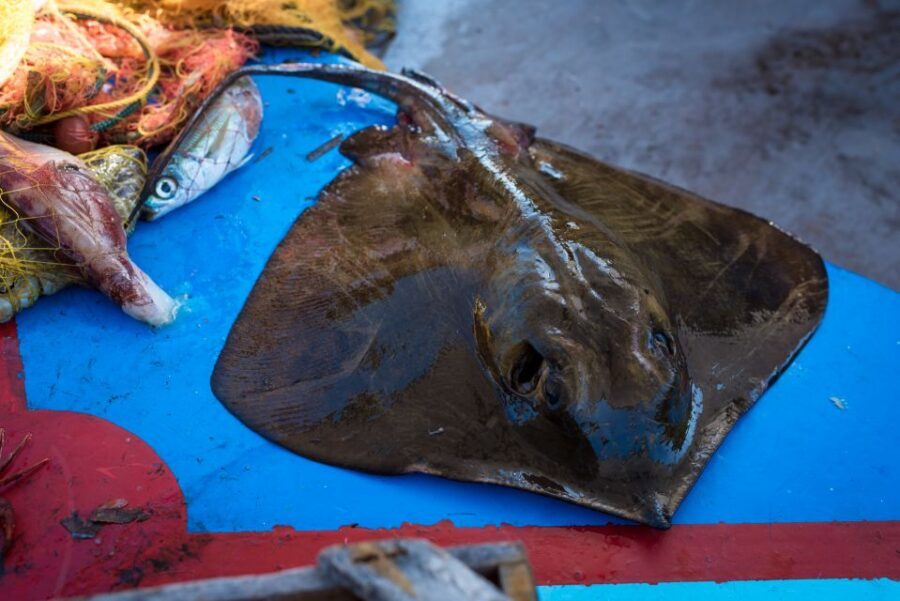 Santorini: Traditional Fishing Trip and Fresh Fish Lunch - Key things I’d circle before booking