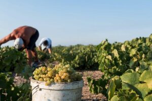 Santorini Wine Roads: Tour of 3 Wineries with a Sommelier - Why the sommelier matters more than the wine list