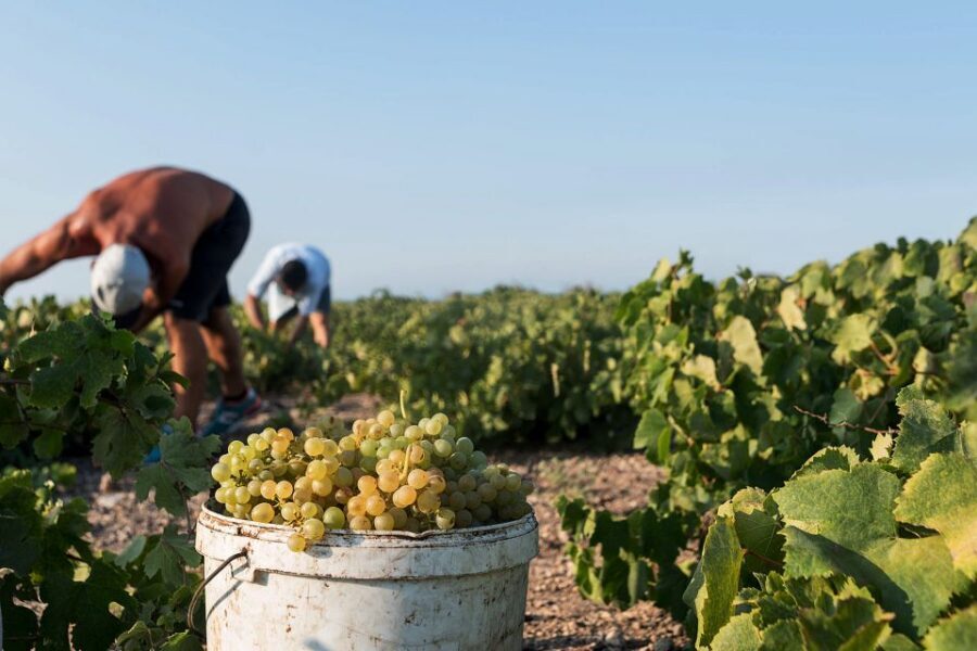 Santorini Wine Roads: Tour of 3 Wineries with a Sommelier - Why the sommelier matters more than the wine list