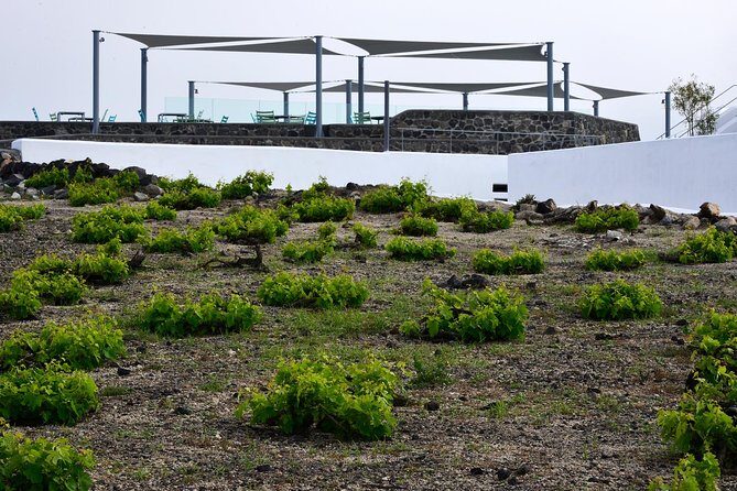 Santorini Wine Tasting and Sunset Getaway Small Group Tour - What you actually get to taste: up to 12 varietals + food