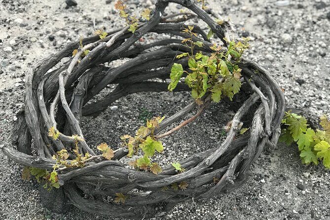 Santorini wine tasting and Traditional Cave Settlement Tour - Volcanic Wine Tasting: More Than a Pour-and-Leave Stop