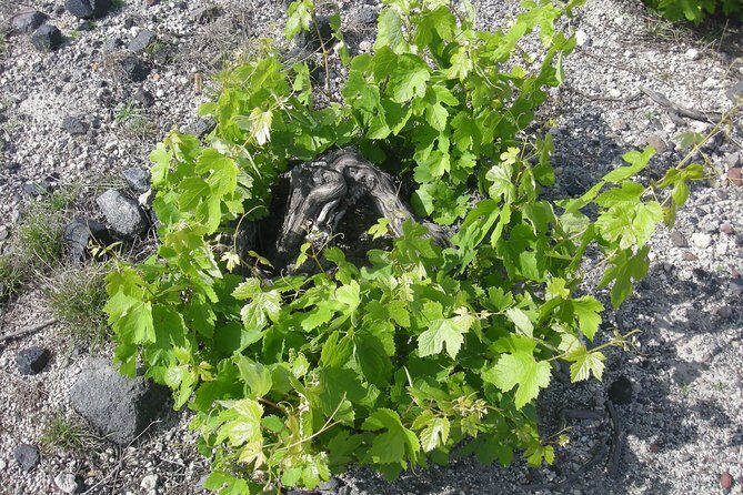 Santorini Wine Tasting & Food Pairing :Taste good life at Santorini - Why a private Santorini wine tasting feels different from a quick stop