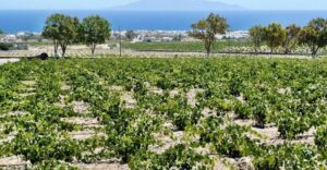 Santorini: Wine Tasting Tour & Sunset Viewing - Winery Stop 1 and Stop 2: the countryside taste-and-learn rhythm