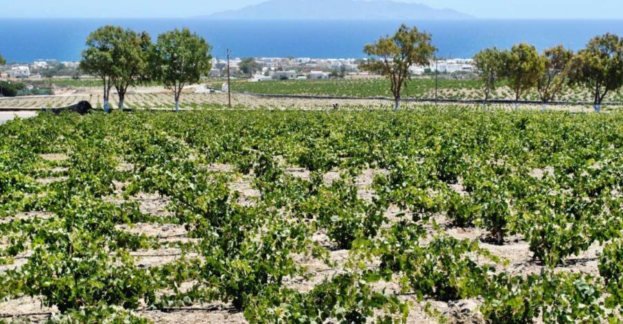 Santorini: Wine Tasting Tour & Sunset Viewing - Winery Stop 1 and Stop 2: the countryside taste-and-learn rhythm
