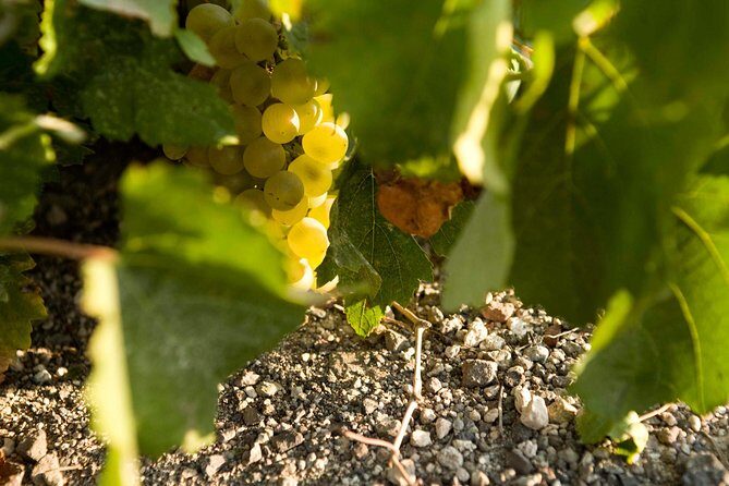 Santorini Wine Tour: Taste 12 best wines & 3 beers with pairings - Anhydrous Winery: the Assyrtiko story behind the glass