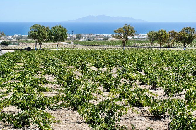 Santorini Wine Tour with sunset in Oia - How much wine you actually taste (and what you should eat)